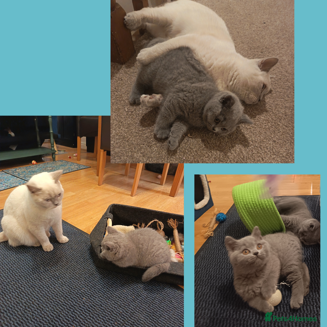British Shorthair cats for sale: British Shorthair Kittens –Available now - Advert 8