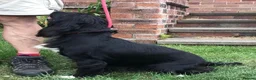 Cocker Spaniel dogs for sale: Gorgeous little working cocker spaniel girl - Advert 6