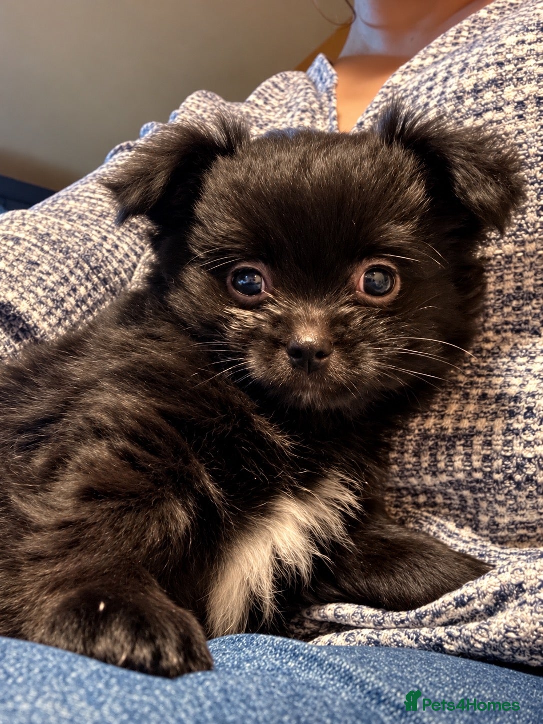 Chihuahua dogs for sale: Purebred Chihuahua Puppies – Not KC Registered - Advert 2
