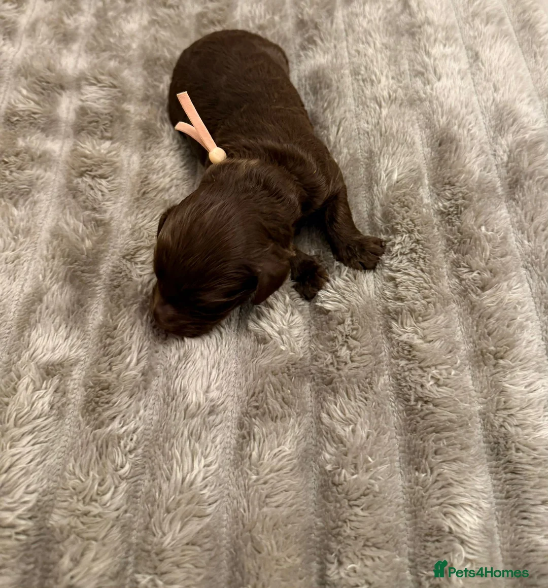 Cavapoo dogs for sale: Beautiful fluffy bears  - Advert 7