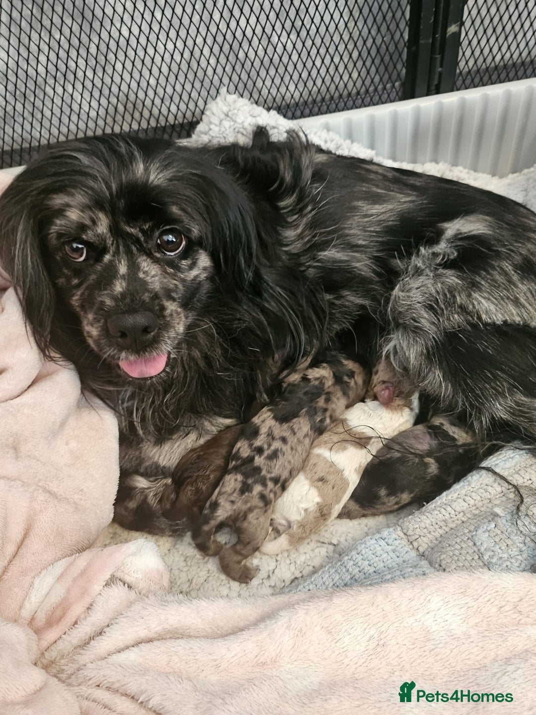 Cockapoo dogs for sale: Cockapoo puppies  - Advert 9