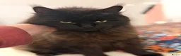 Maine Coon cats for sale: Purebred Maine Coon Kittens.Blue,Black Smoke,Tabby - Advert 10