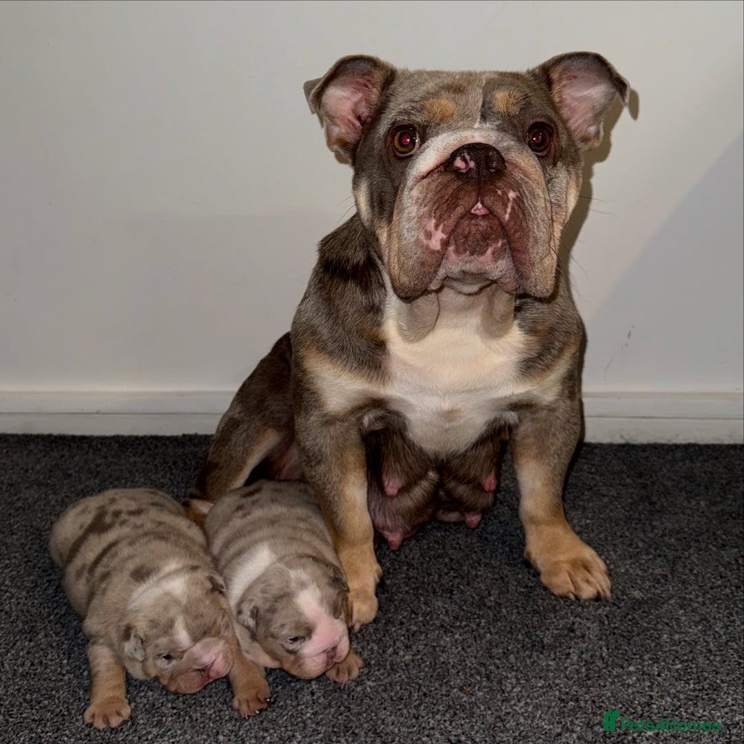 English Bulldog dogs for sale: Beautiful Lilac Tri English Bulldogs - Image 10