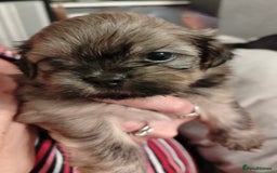 Shih Tzu dogs for sale: Shih tzu  - Image 8