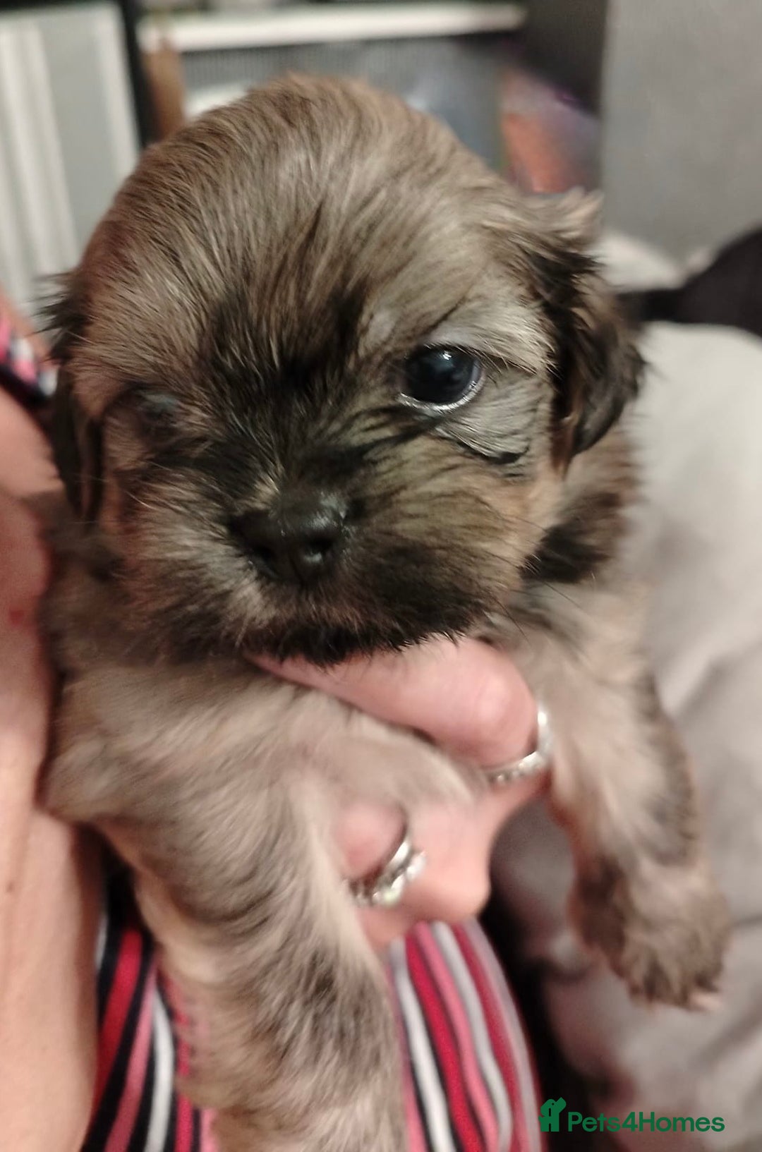 Shih Tzu dogs for sale: Shih tzu  - Image 8