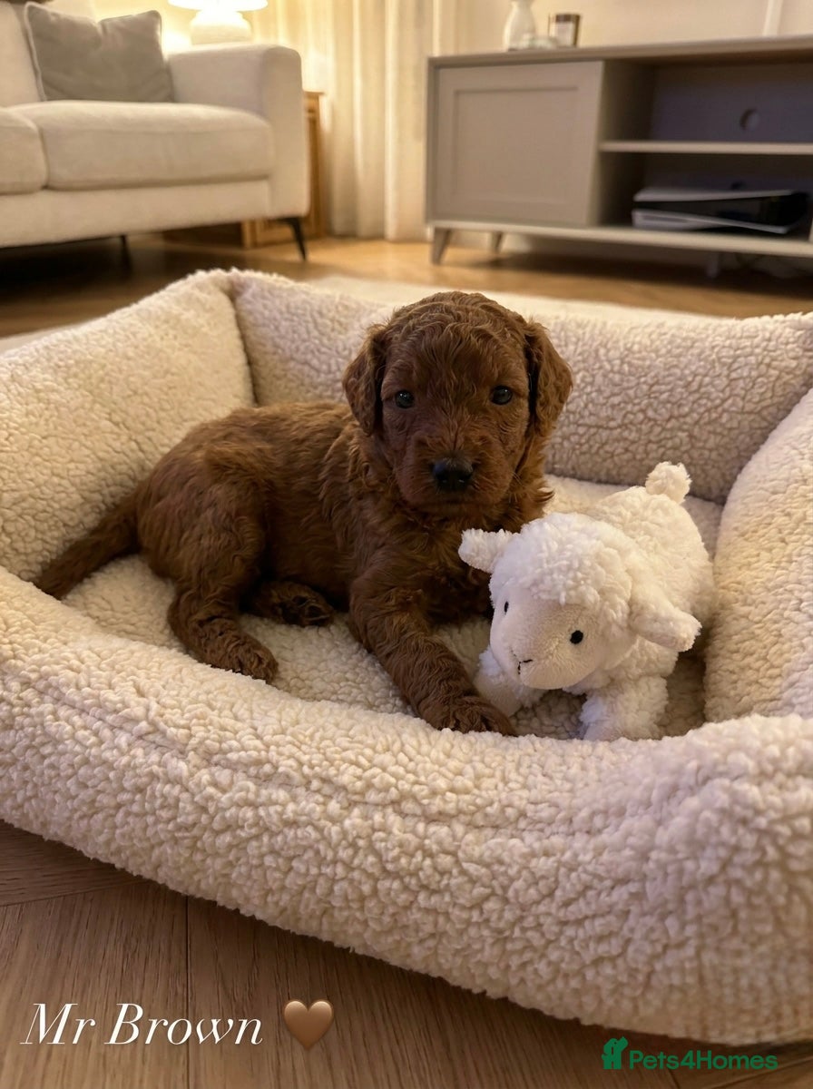 Australian Labradoodle dogs 🌟 Australian Labradoodle Puppies  🌟 - Advert 2
