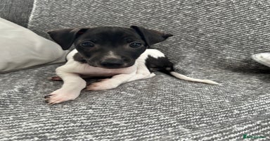 Italian Greyhound dogs - Advert 6