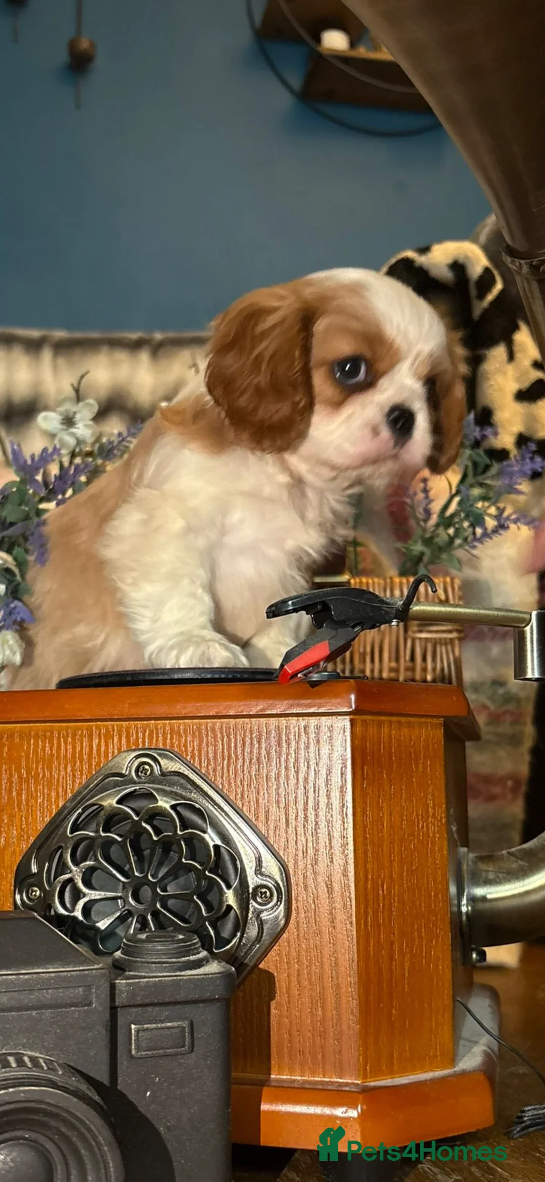 Cavalier King Charles Spaniel dogs for sale: KC PEDIGREE CAVALIER KING CHARLES - Advert 19