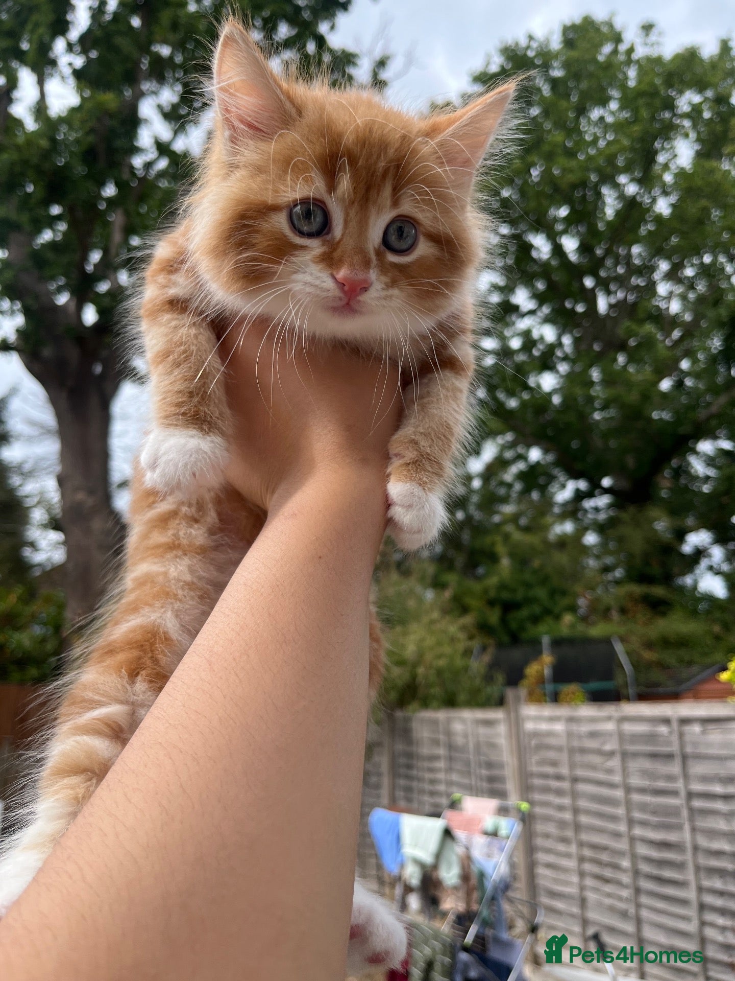 Siberian cats 1 Mixed Boy Kitten Looking for His Forever Home  - Advert 1