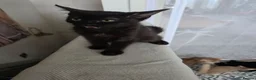 Mixed Breed cats for sale: Kittens looking for happy families  - Advert 9