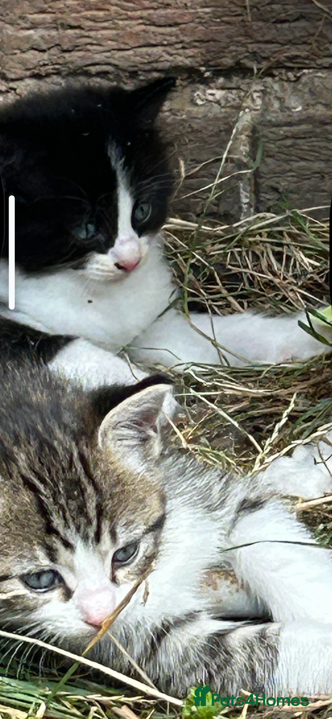 Ragdoll cats for sale: 3x Ragdoll X kittens - Image 6