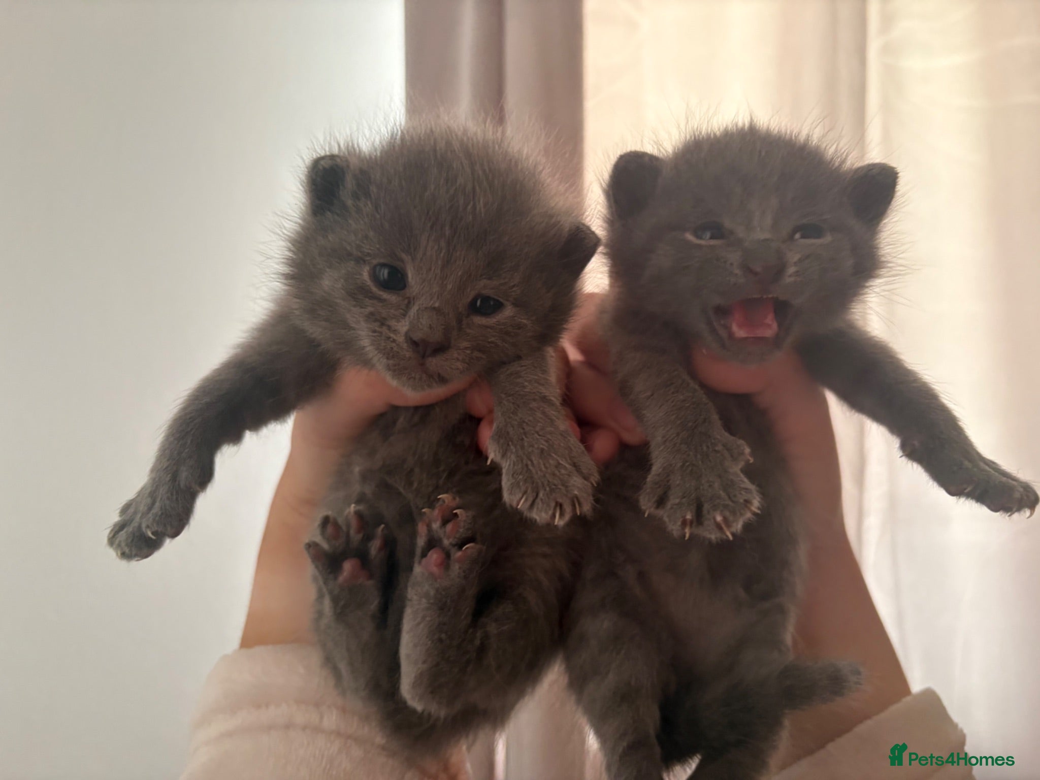 Ragdoll cats Beautiful BP ragdoll x dm shorthair kittens🩷 - Advert 12