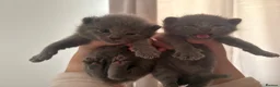 Ragdoll cats for sale: Beautiful BP ragdoll x dm shorthair kittens🩷 - Advert 1