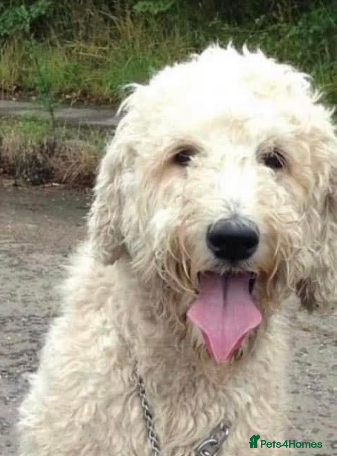 Mini Goldendoodle dogs for sale: Goldendoodle puppies  - Advert 1