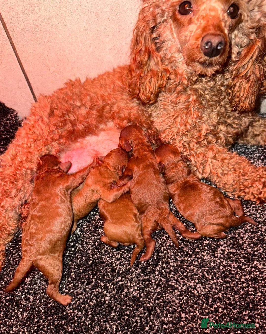 Toy Poodle dogs for sale: ❤️❤️Deep Red Petite KC Toy Poodles❤️❤️ - Advert 22