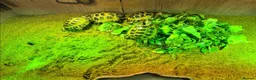 Tortoise reptiles for sale: BABY HORSFIELDS AND SET UPS READY NOW!! - Advert 1