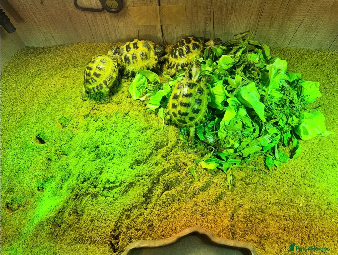 Tortoise reptiles for sale: BABY HORSFIELDS AND SET UPS READY NOW!! - Advert 1