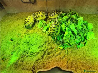 Tortoise reptiles BABY HORSFIELDS AND SET UPS READY NOW!! - Advert 2