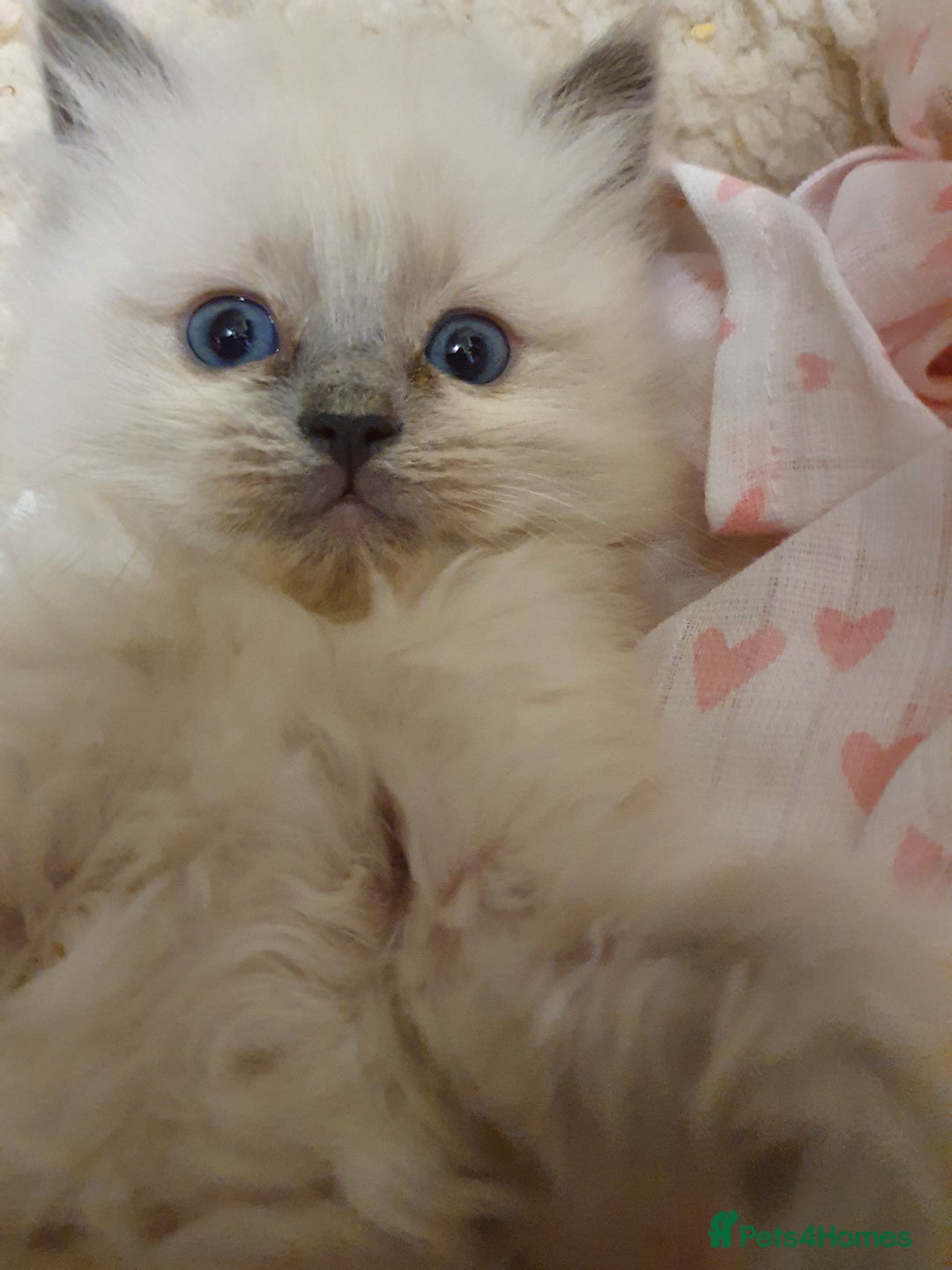 Ragdoll cats for stud: *Stud*gccf/tica entire active bluepoint ragdoll in Oldham - Image 9