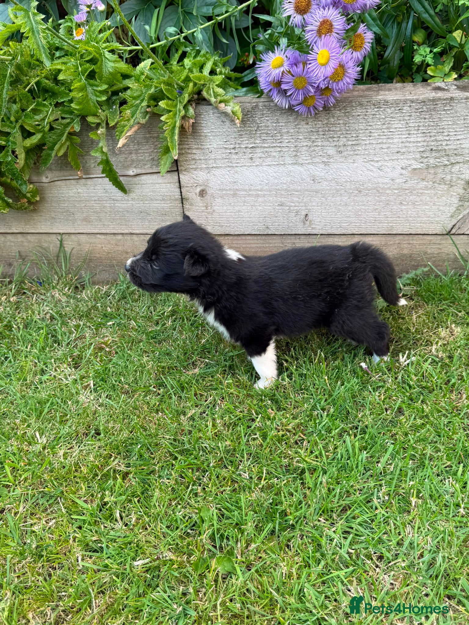 Border Collie dogs Mother is KC registered Dad is pure bred  - Advert 2