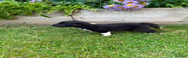 Border Collie 3