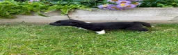 Border Collie dogs for sale: Mother is KC registered Dad is pure bred  in Ashbourne - Advert 2