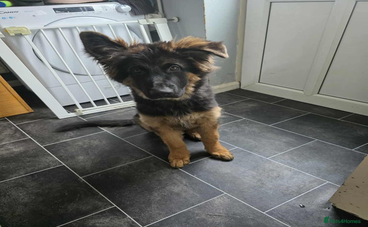 German Shepherd dogs - Advert 7