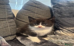Domestic Shorthair cats for sale: 6 beautiful kittens - Image 2