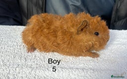 Guinea Pig rodents for sale: Lovely baby guinea pigs for sale  - Image 5