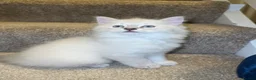 Ragdoll cats for sale: beautiful kitten left - Advert 5
