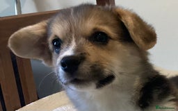 Welsh Corgi Pembroke dogs for sale: Welsh Pembroke Corgi Ready to leave 2 girls 1 boys - Advert 5