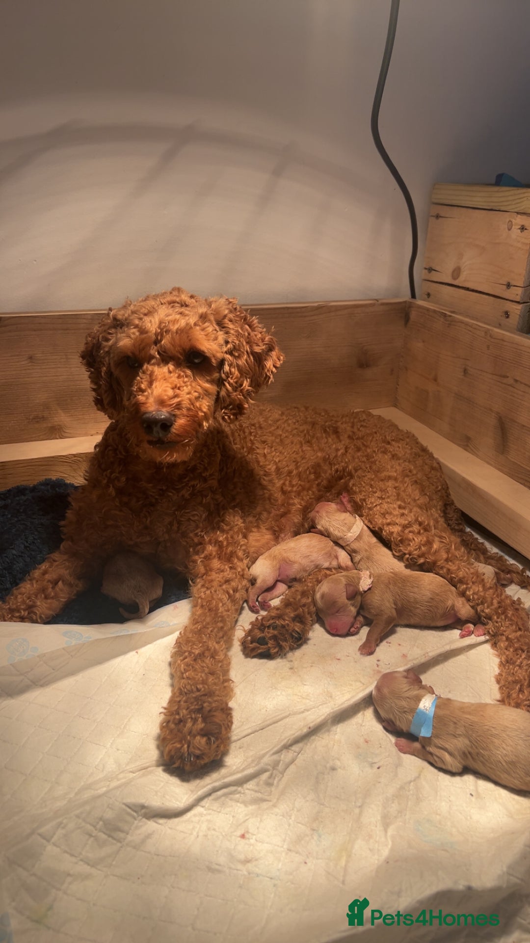 Cavapoo dogs for sale: Cavapoo Puppies for Sale - Image 4