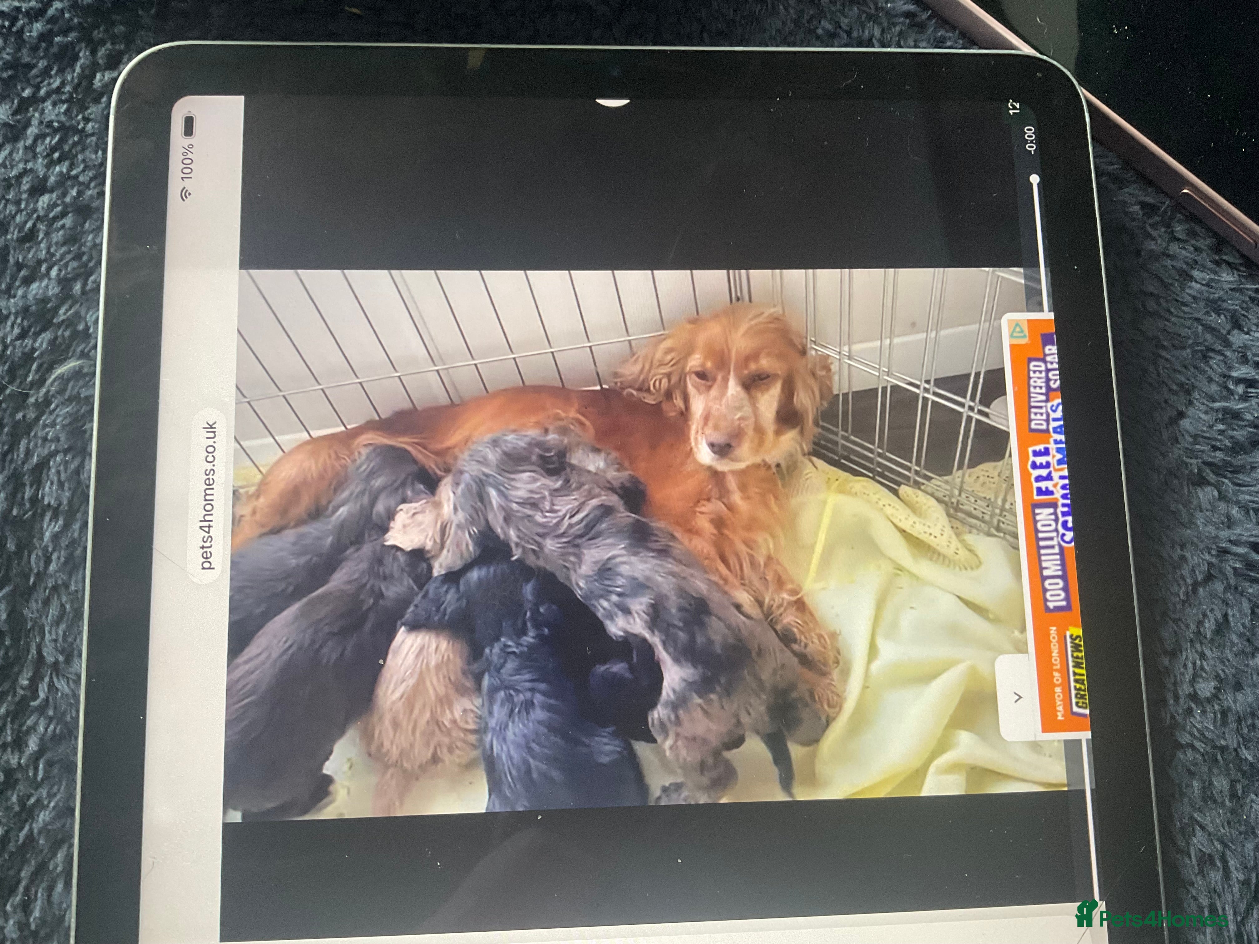 Cockapoo dogs Beautiful merle girl in Aylesbury - Advert 1