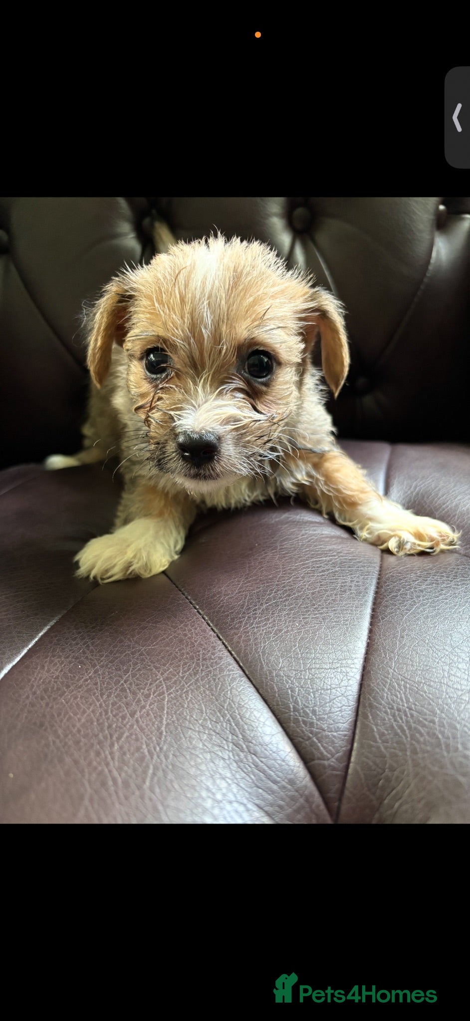 Westiepoo dogs Westipoo puppies for sale  - Advert 1
