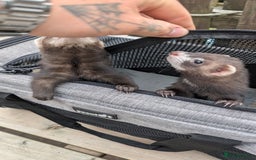 Ferret rodents for sale: Micro jills, micro ferrets micro polecats  - Image 2