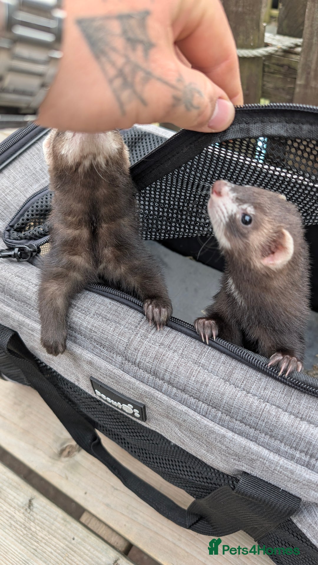 Ferret rodents for sale: Micro jills, micro ferrets micro polecats  - Image 2