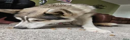 Siberian Husky dogs for sale: 10 month old husky male - Advert 3