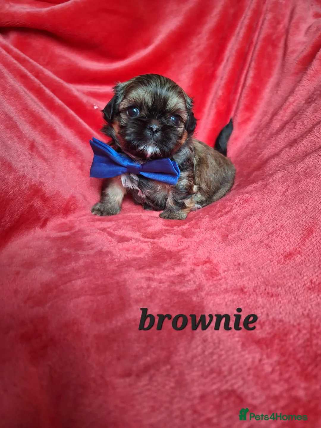 Shih Tzu dogs for sale: Beautiful Imperial Shih Tzus  - Advert 11