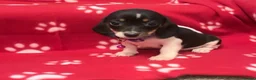 Miniature Dachshund dogs for sale: Beautiful rare piebald miniature dachshund puppies - Advert 12