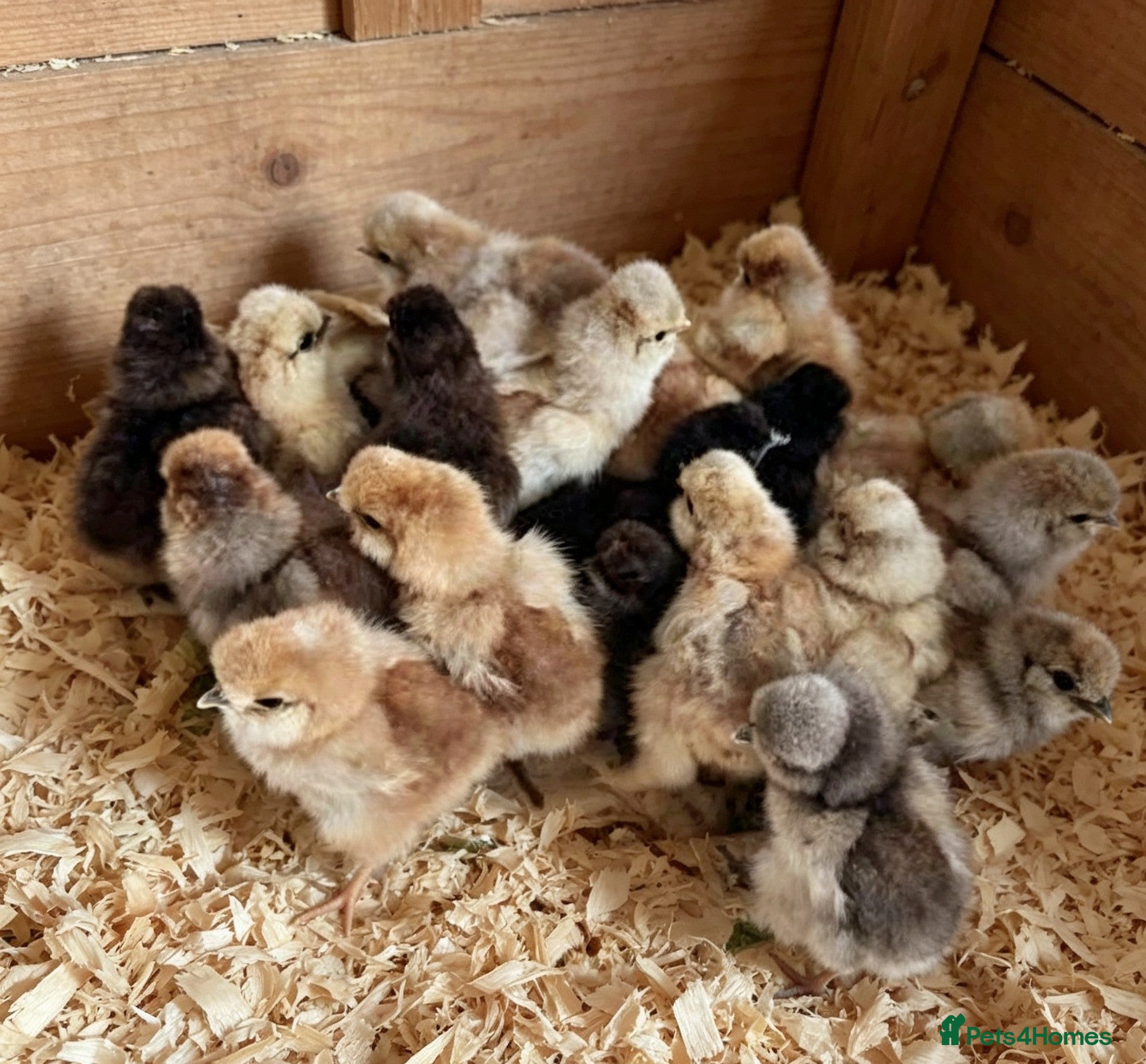 Chickens poultry SILKIES AVAILABLE!!  POLISH AVAILABLE! - Advert 3