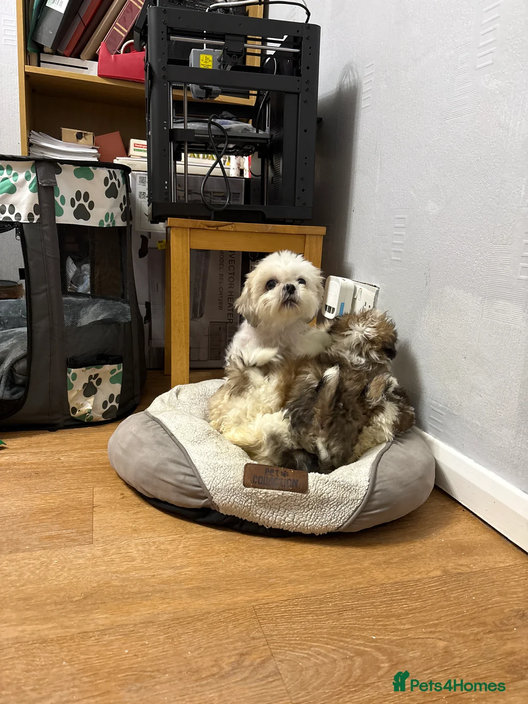 Shih Tzu dogs for sale: Shih Tzu - Advert 6