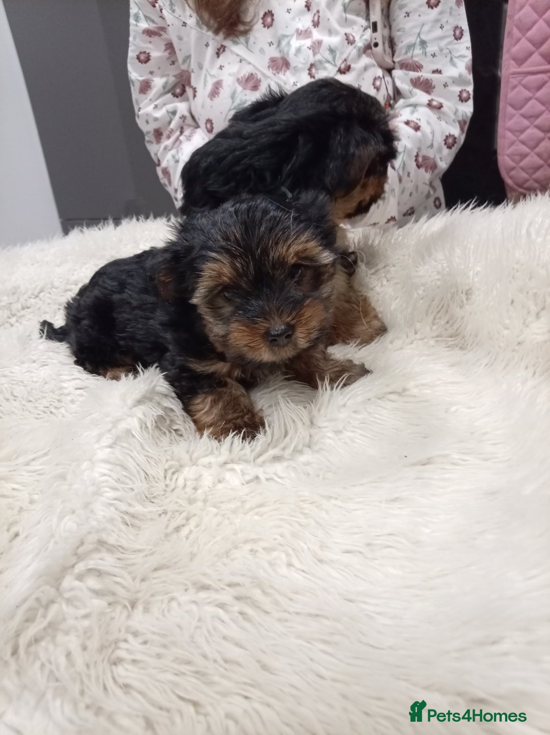 Chorkie dogs for sale: Two amazing Yorkie boys - Advert 19