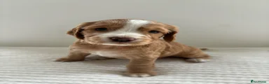 Cocker Spaniel 2