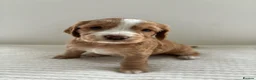 Cocker Spaniel dogs for sale: Kc registered cocker spaniel puppies  - Advert 4