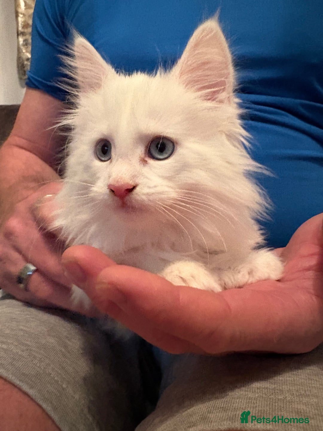 Maine Coon cats for sale: Maine coon - Advert 4