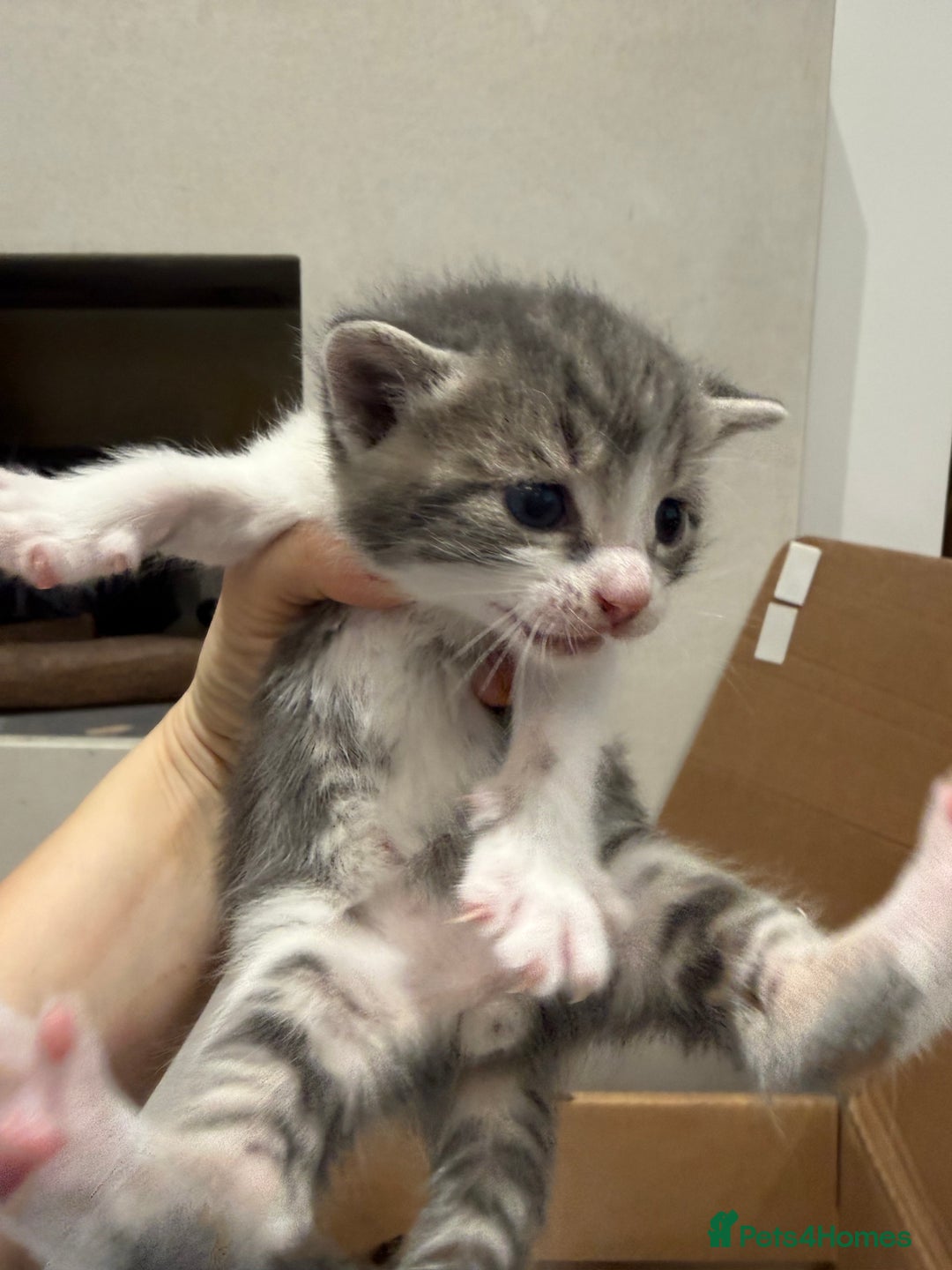 Mixed Breed cats for sale: Affectionate, beautiful cats - Advert 8