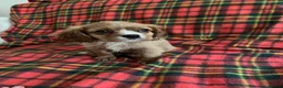 Cavalier King Charles Spaniel dogs for sale: Beautiful Cavalier King Charles Spaniel Puppies in Newark - Advert 4