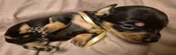 Miniature Dachshund dogs for sale: 8 Miniature Dachshund puppies ready 29th May - Advert 26