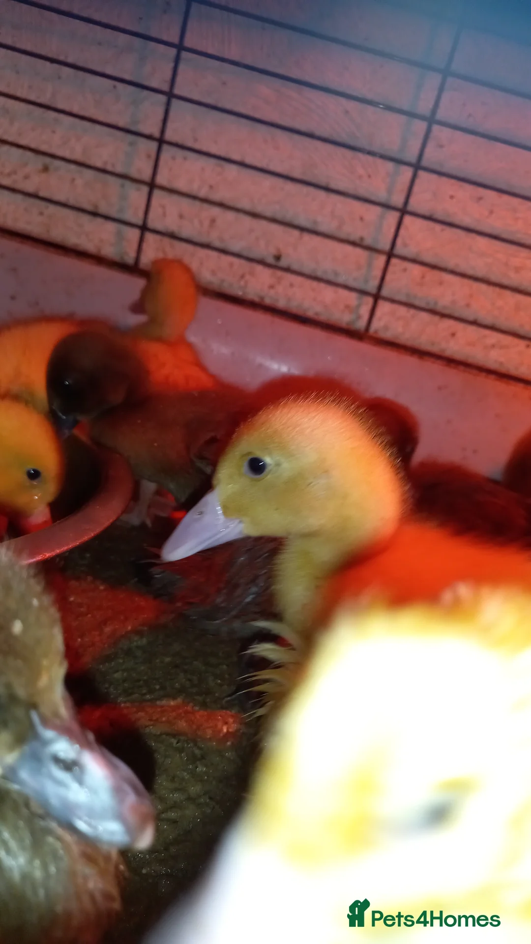 Ducks poultry for sale: Adorable Caki Campbell and Cherry valley Ducklings - Advert 1