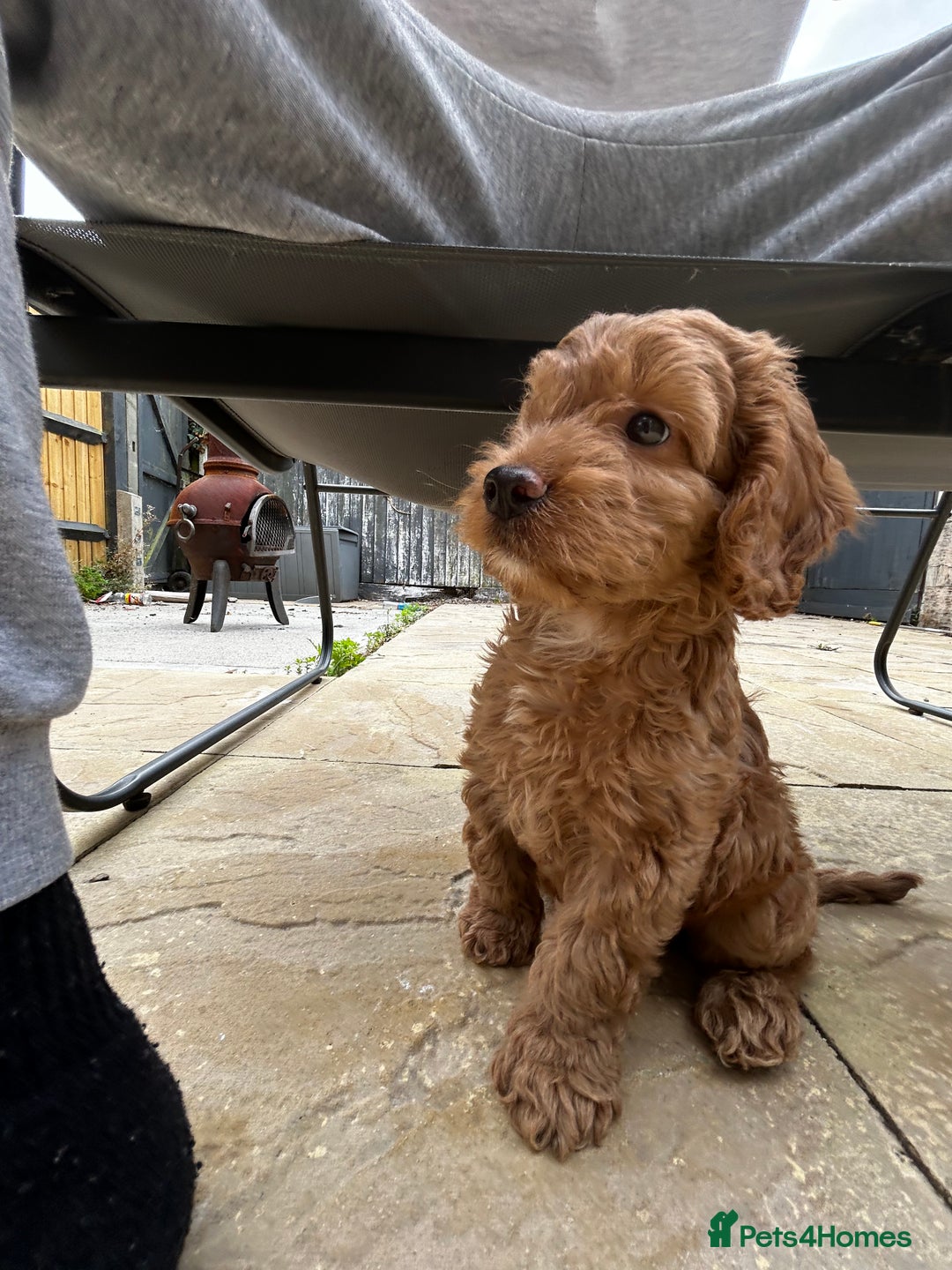 Cockapoo dogs for sale: 12 Weeks old male cockapoo  - Image 4